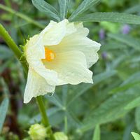 ローゼル,白ローゼル,ホワイトハイビスカスローゼル,庭の花,静岡県民です！の画像