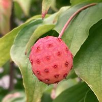 ヤマボウシ,お出かけ先にての画像