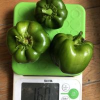 ピーマン,ピーマン,ベランダ菜園,南西向きベランダ,６階ベランダの画像