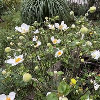 アジサイ,サルビア・アズレア,レモングラス,秋明菊の画像