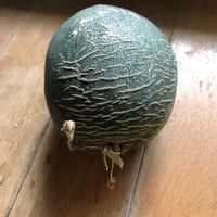 メロン,種からメロン,種からメロン,ベランダ菜園,ベランダ野菜の画像