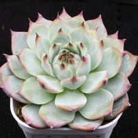 ハオルチア,多肉植物,エケベリア属,ハオルチア属,多肉大好きの画像