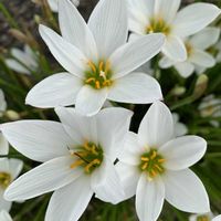 タマスダレ,ニラ,ハイビスカス ホワイトバタフライ,ミニチュアシュナウザー,白い水曜日♡の画像