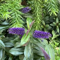 ベロニカ,ベロニカ グレース,ヘーベ,トラノオノキ,植物園の画像