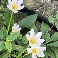 ギボウシ,タマスダレ,ヤブラン,チョコレートコスモス,エゴポディウム バリエガータの画像