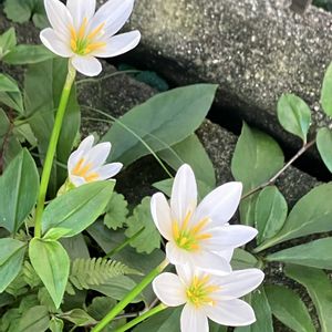 ギボウシ,タマスダレ,ヤブラン,チョコレートコスモス,エゴポディウム バリエガータの画像