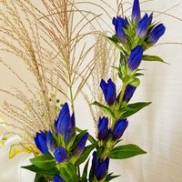 ススキ,リンドウ,花のある暮らし,秋☆の画像