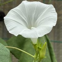 アサガオ,アサガオ,公園,鉢植え,花壇の画像