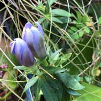 クワズイモ,タマスダレ,リンドウ,ヤマイモ,お庭の花の画像