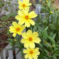 ランタナ,オステオスペルマムブルーアイビューティー,コレオプシス フルムーン,ハイビスカスの花,埼玉ンズ倶楽部の画像