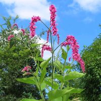 赤い花✨,花壇,大阪府立 花の文化園,イキイキ✨,園路脇✨の画像