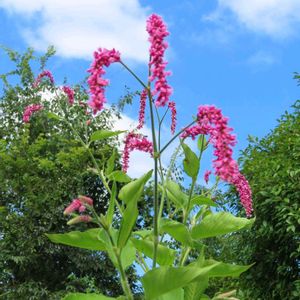 赤い花✨,花壇,大阪府立 花の文化園,イキイキ✨,園路脇✨の画像