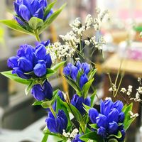 スターチス,リンドウ,リンドウ,ワレモコウ,小菊の画像