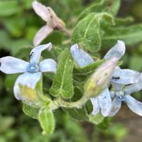 オキシペタラム ブルースター,庭の宿根草,お花に癒されて,GSアダルトチーム,チーム岐阜の画像