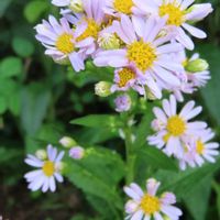 花壇,大阪府立 花の文化園,園路脇✨,山野草大好き✨,綺麗な花✨の画像