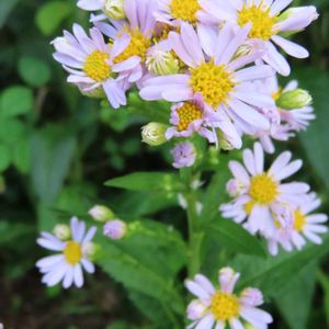 花壇,大阪府立 花の文化園,園路脇✨,山野草大好き✨,綺麗な花✨の画像