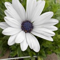 オステオスペルマム,我が家の花壇の画像