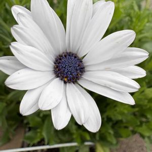 オステオスペルマム,我が家の花壇の画像