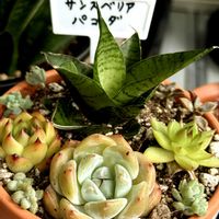 赤紫蘇,赤紫蘇ジュース,名無しのエケベリア,名無しのエケベリア,名無しのエケベリアの画像