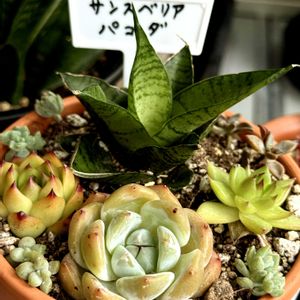 赤紫蘇,赤紫蘇ジュース,名無しのエケベリア,名無しのエケベリア,名無しのエケベリアの画像