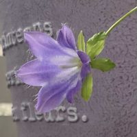 カンパニュラ,開花,植物のある暮らし,植物の生命力,玄関アプローチの画像