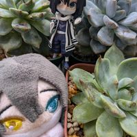 ラウリンゼ,ももたろう,多肉植物,花のある暮らし,多肉女子の画像