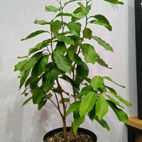 レモンの画像