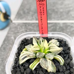 ハオルチア,ハオルシア,多肉植物,エケベリア属,ハオルチア属の画像