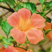 ノウゼンカズラ,凌霄花,鮮やか ,花の写真,オレンジ色の花の画像