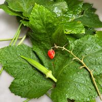 オクラ,ミニトマト,青紫蘇,ベランダ菜園,リボベジの画像