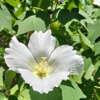 センニンソウ,フヨウ,芙蓉,彼岸花 白,酔芙蓉の画像