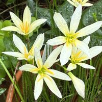 タマスダレ,うちの庭,ひっそり咲いてた,黄色のお花の画像