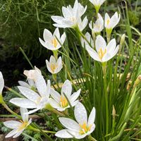 タマスダレ,ヒガンバナ,ヒガンバナ,お茶の花,ニラの花の画像