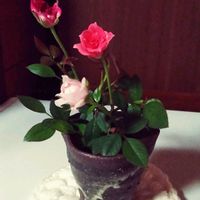 ミニバラ,ミニバラ,スマホ撮影,今日も笑顔で♡,いつもありがとう❤️の画像