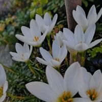 ゼフィランサス,レインリリー,花のある暮らし,平和を願う,しぞーか勢の画像