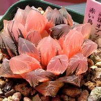 ハオルチア,ハオルチア,赤い鳥,多肉植物,ハオルチア属の画像