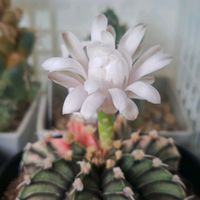 サボテン,兜丸,緋牡丹錦,ナナコマル,クリの画像