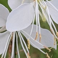 ガウラ,白い花,猫じゃらし,可愛い❤,石川県の画像