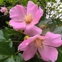 フヨウ,GS映え,何か花,お出かけ先の画像