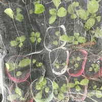 アリッサム,レタス,葉牡丹,オキザリス・バーシカラー,ブロッコリーの画像