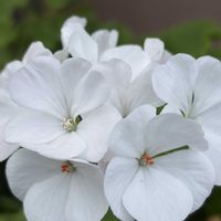 ゼラニウム,ゼラニウム,がんばろう熊本！,青森県(*´˘`*)だーい好き❣❣,がんに負けるな！の画像