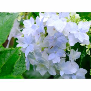 ガクアジサイ・隅田の花火,広い庭の画像