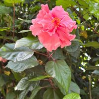 ハイビスカス,ハイビスカス,ハイビスカス,公園,ガーデニングの画像