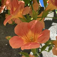 ノウゼンカズラ,バラ,ミニバラ・グリーンアイス,琉球朝顔,ヤブミョウガの画像