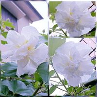 センニンソウ,酔芙蓉,曼珠沙華（マンジュシャゲ）,ハス（蓮）,シルバー川柳の画像