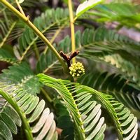 エバーフレッシュ,観葉植物,かわいいな♡の画像