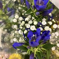 ルコウソウ,天使のビンカ　エンジェルホワイト,ユーフォルビアダイアモンド,今日も1日お疲れ様でーす❣️,鉢植えの画像