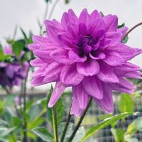 ダリア,花のある暮らし,素敵色,かわゆい♡の画像