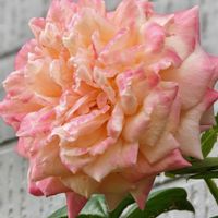 バラ,ガーデニング,雨の庭,花のある暮らし,小さな庭の画像