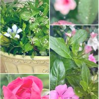ザクロ,花のある暮らし,外出先,とにかくGS 楽しもう！の画像